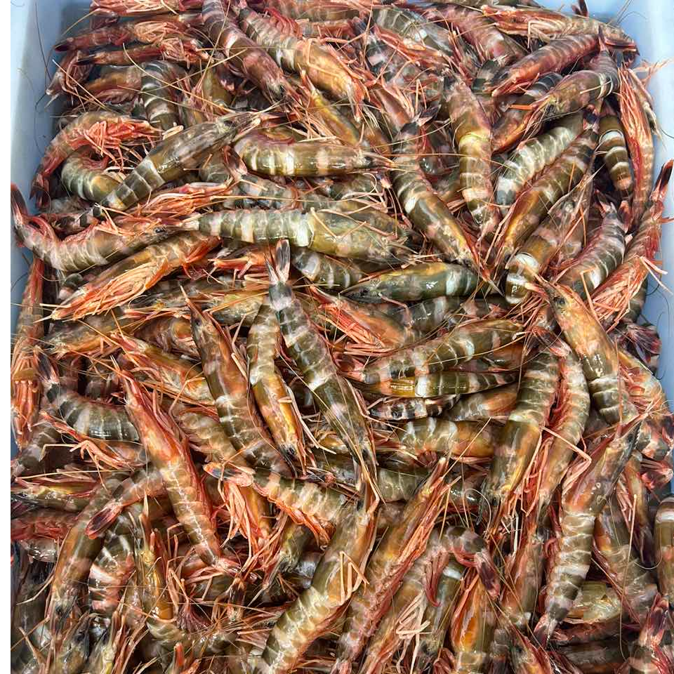 海捕花斑节虾 海虾 顺丰发货 1000g