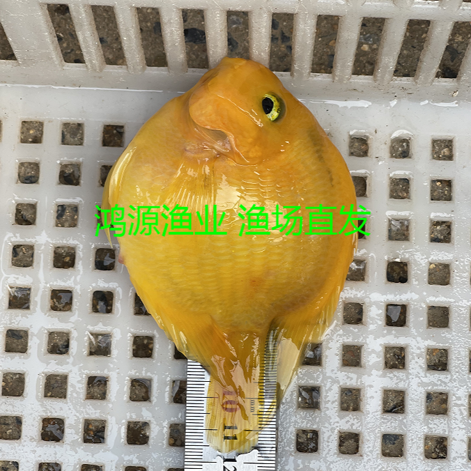 黄金元宝渔场直发鹦鹉鱼冷水鱼观赏鱼招财鱼财神鱼金刚鹦鹉鱼活体