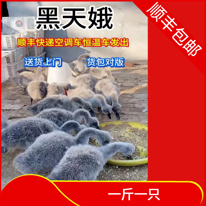 黑天娥宠物顺丰包邮品质好到家