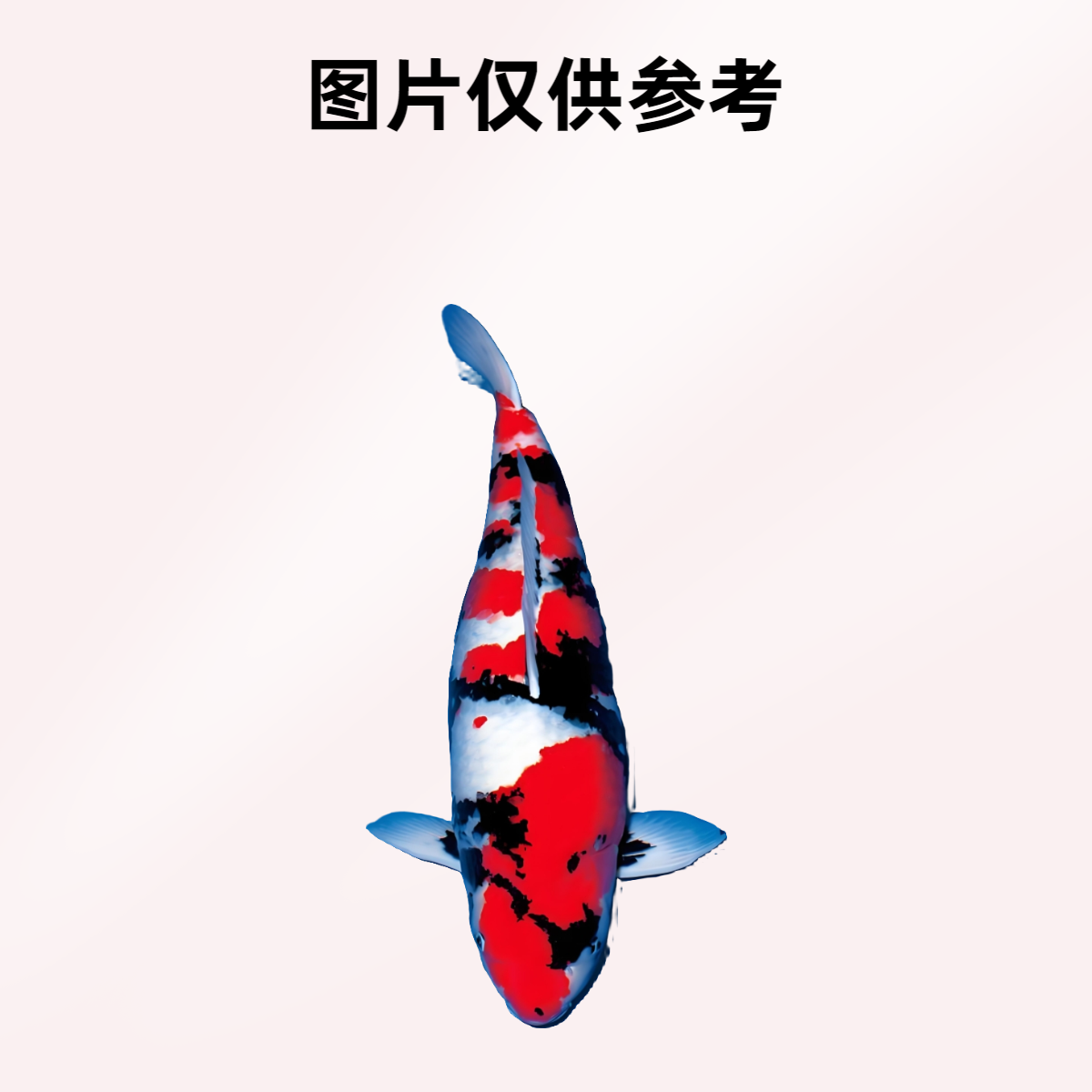 福袋鱼 血统锦鲤随机一尾 不挑不寄养，无售后