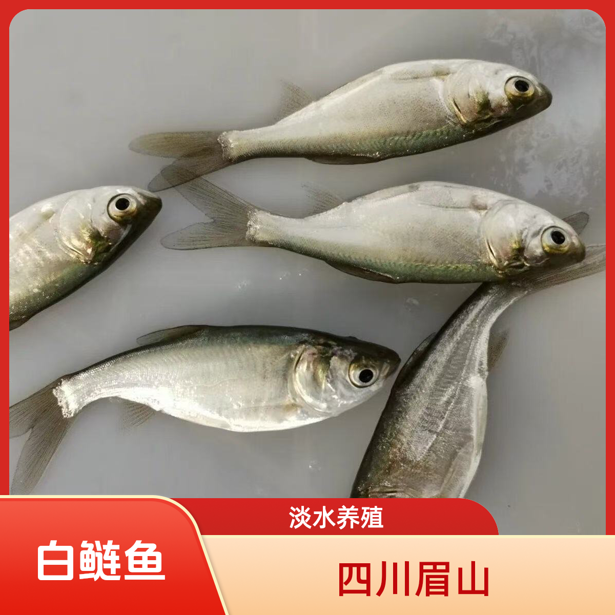 白鲢鱼 淡水养殖  四川眉山发货