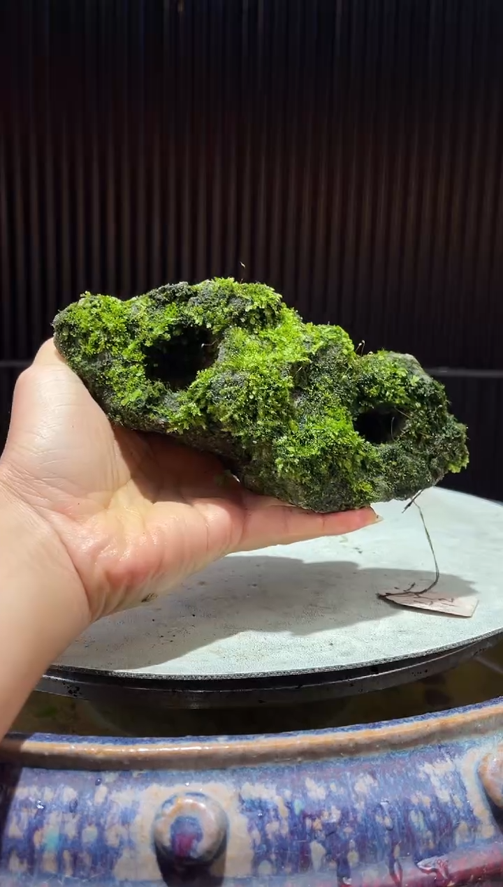 造型吴定石一物一拍专属