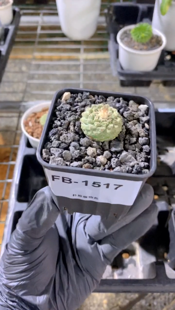 【闪购商品】白花菊水FB-1517