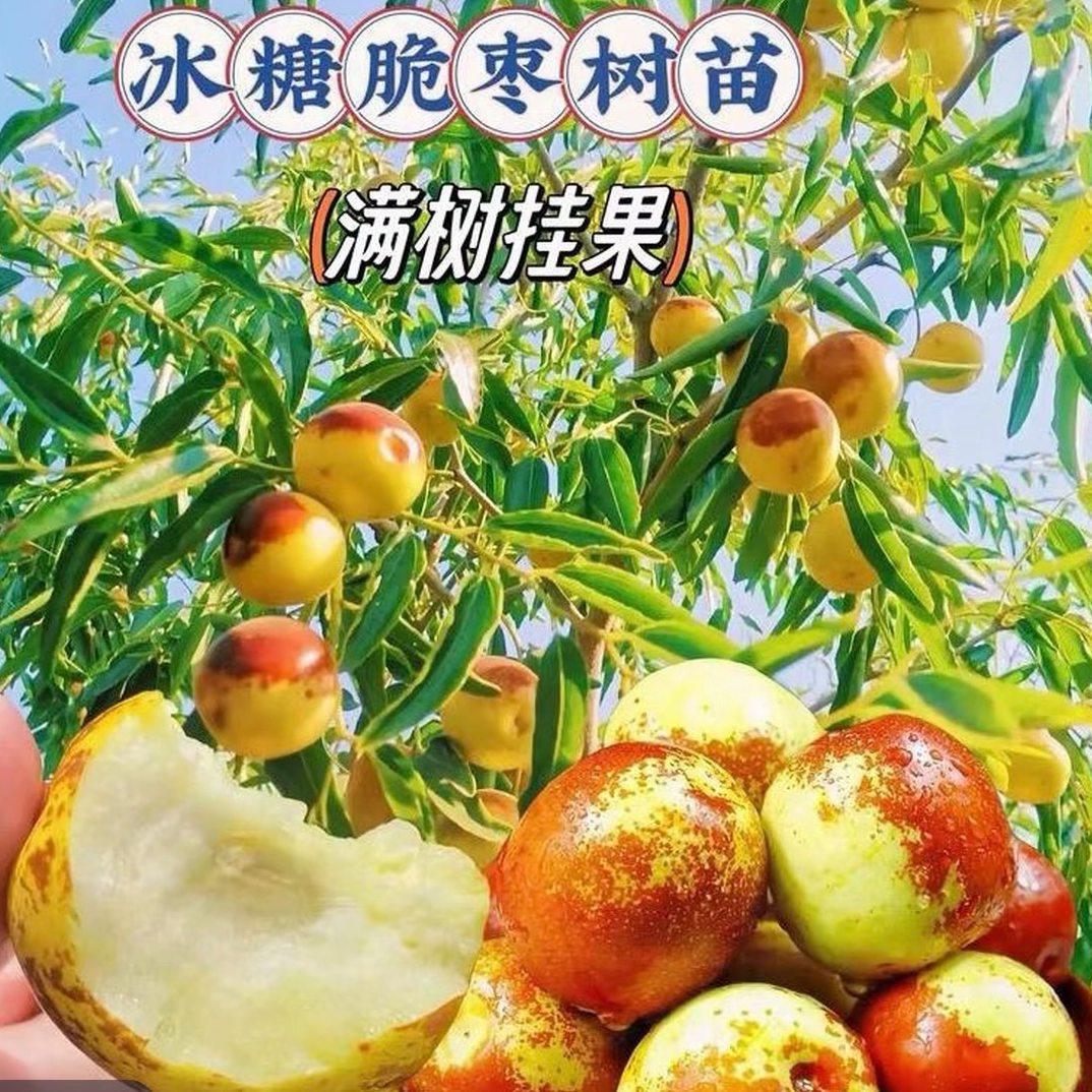 冰糖脆枣嫁接对版树苗/果苗基地直发/南方北方盆栽地栽/现挖现发