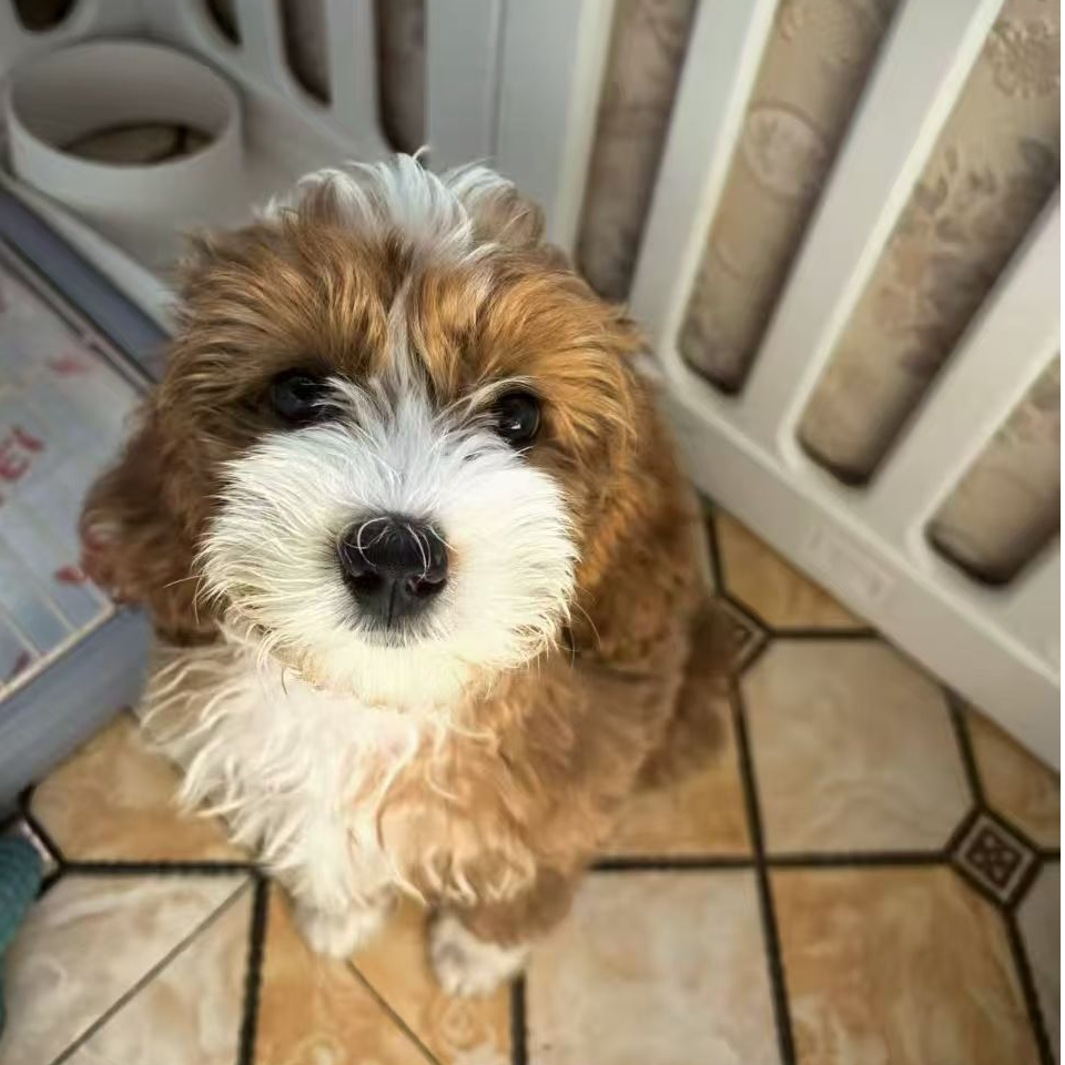 精品可卡布，宠物活体狗狗