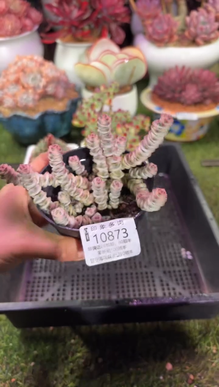 【闪购商品】10873
