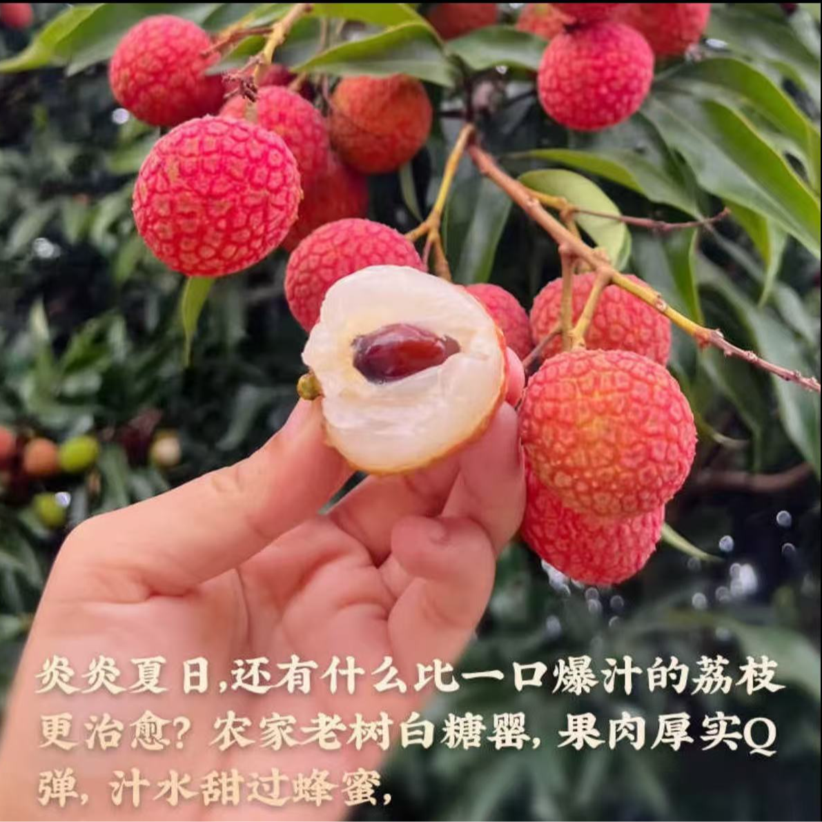 【顺丰次日达】海南白糖罂荔枝 头茬鲜果5斤净果4斤应季水果整箱包邮荔枝同城送新鲜海南省
