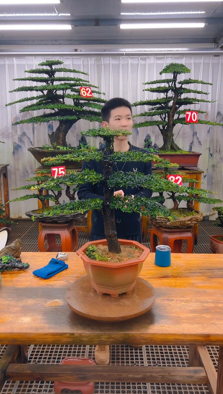 无花朵精品盆景直播间一物一拍