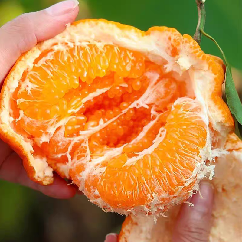 D正宗水果新鲜应季批发耙耙橘子现摘现发头茬带箱5斤整