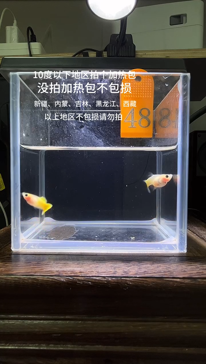 孔雀鱼黄金玻璃普通体48