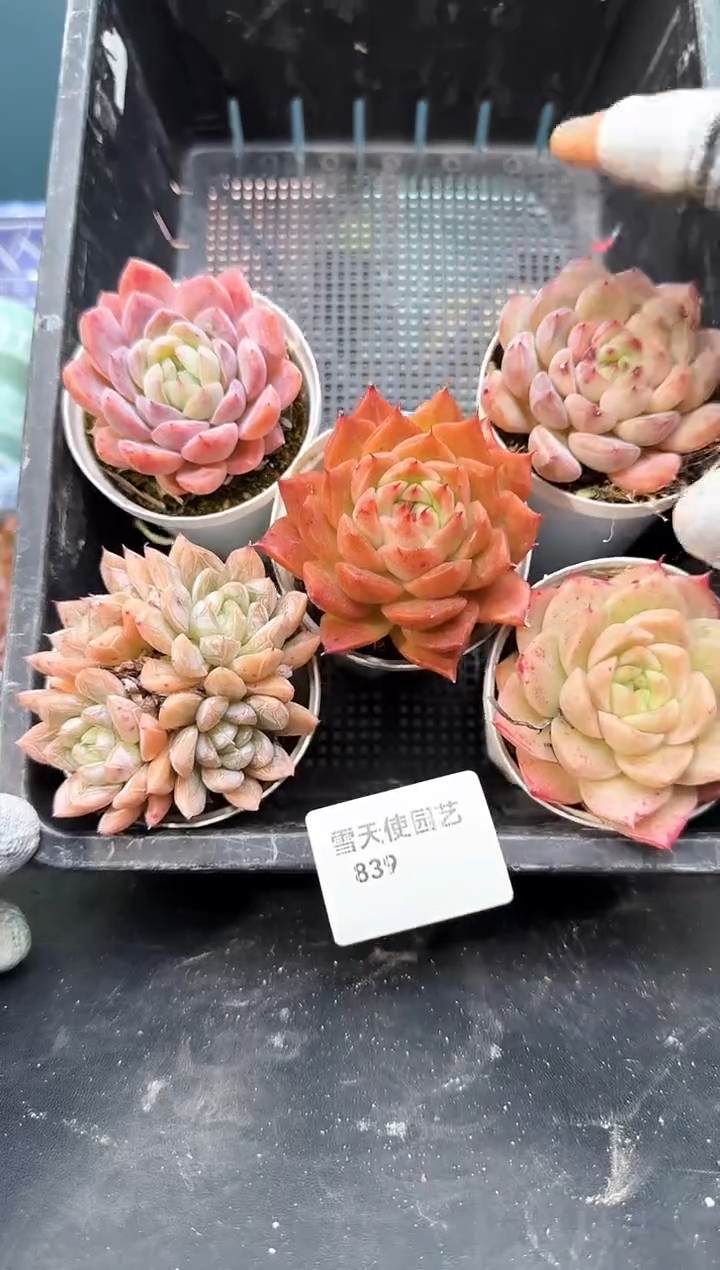 8  39   多肉5 颗 