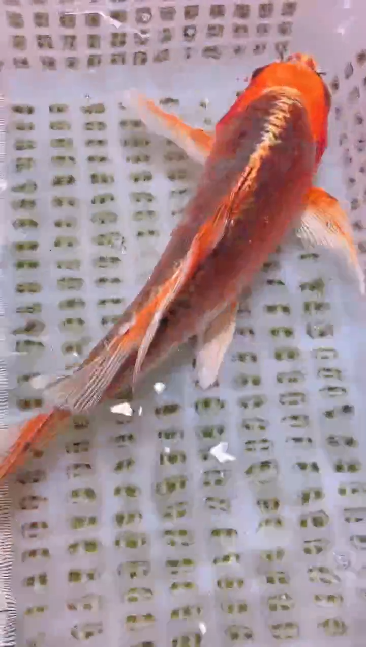 锦鲤冷水观赏鱼全场包邮46