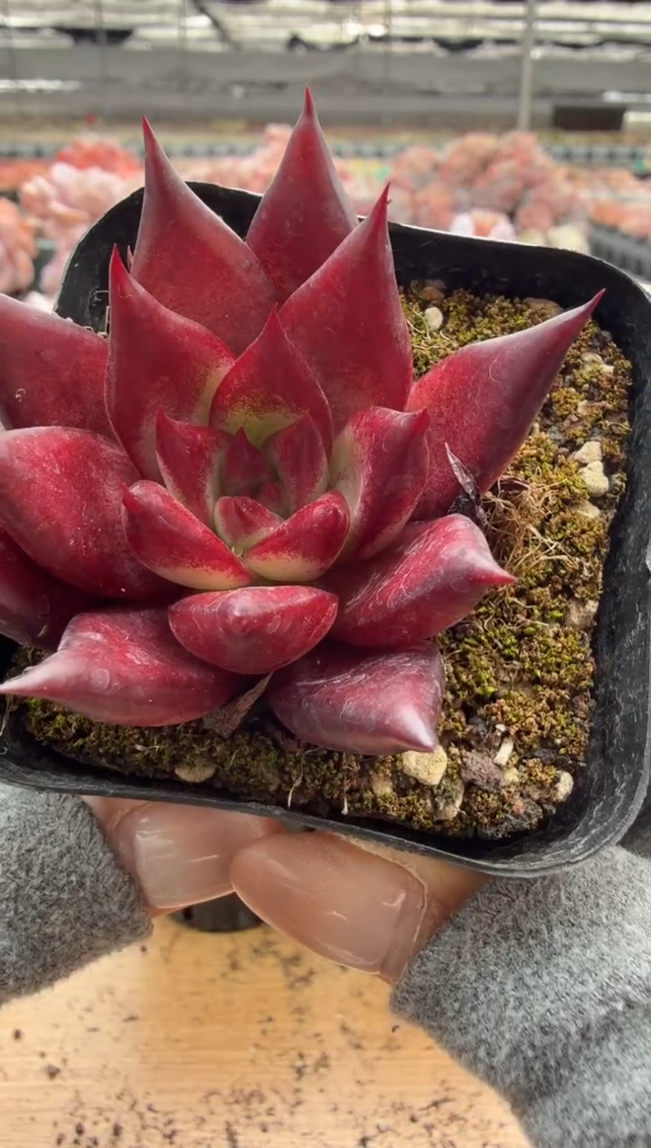 东云多肉园二店-115