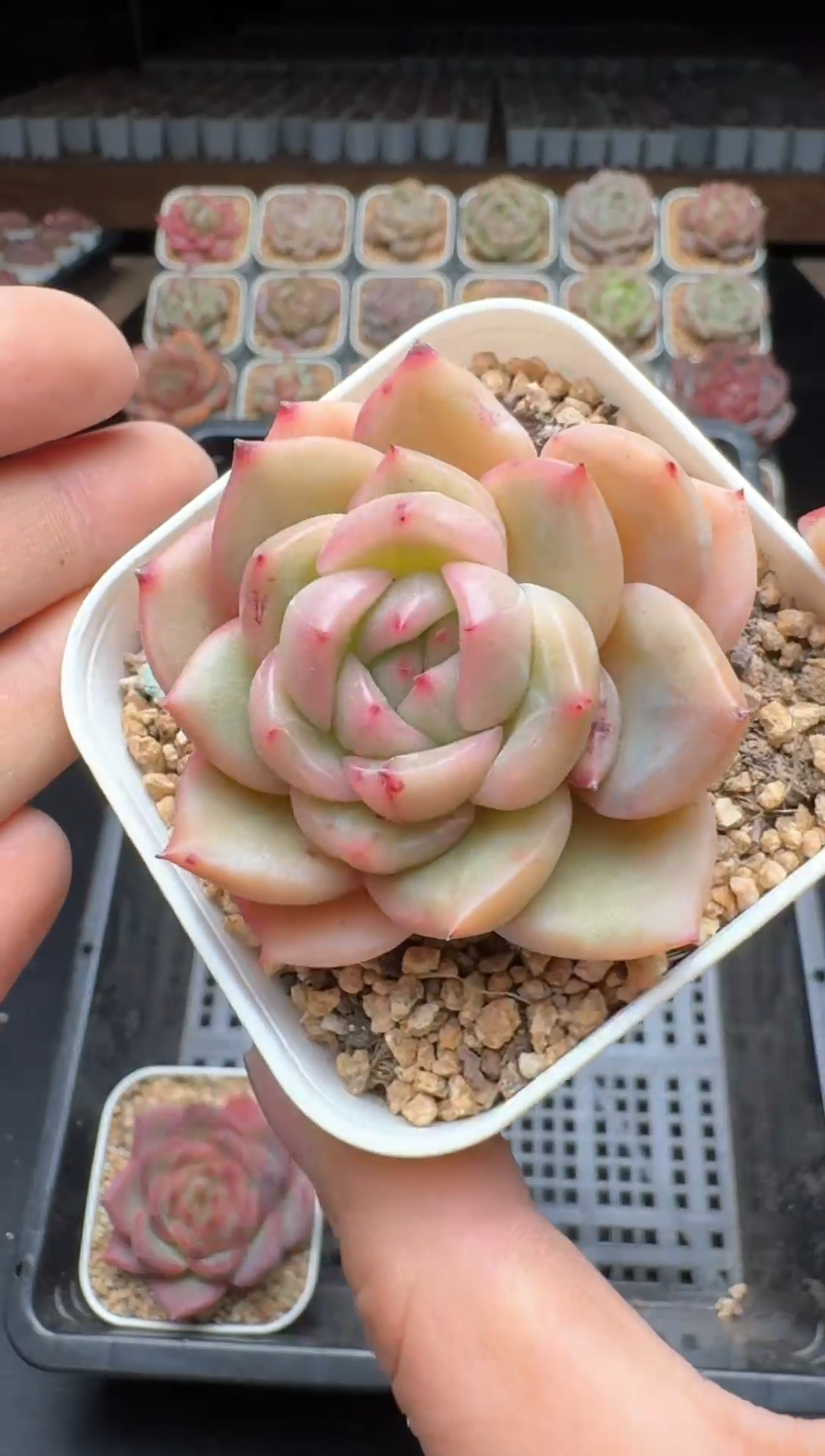 【闪购商品】913号一物一拍珍妮多肉花卉植物3颗起发