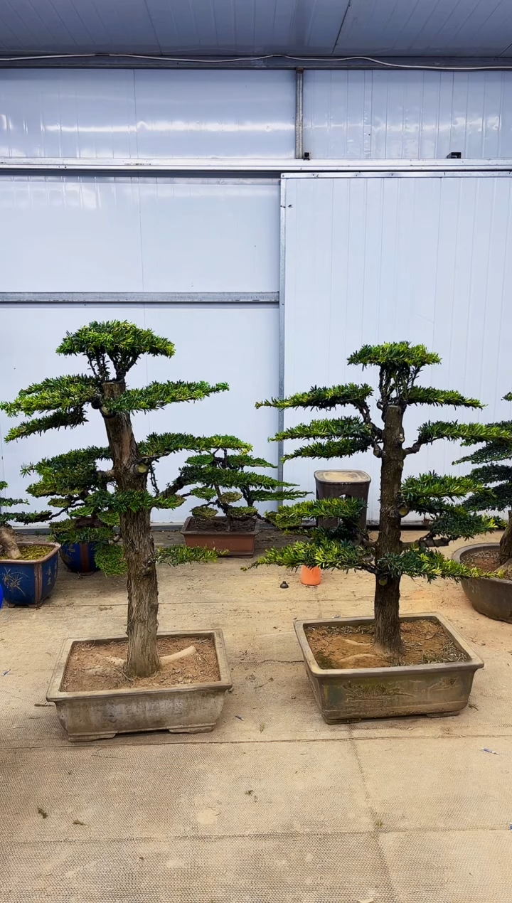 完全开放水**色一物一拍，所见即所得