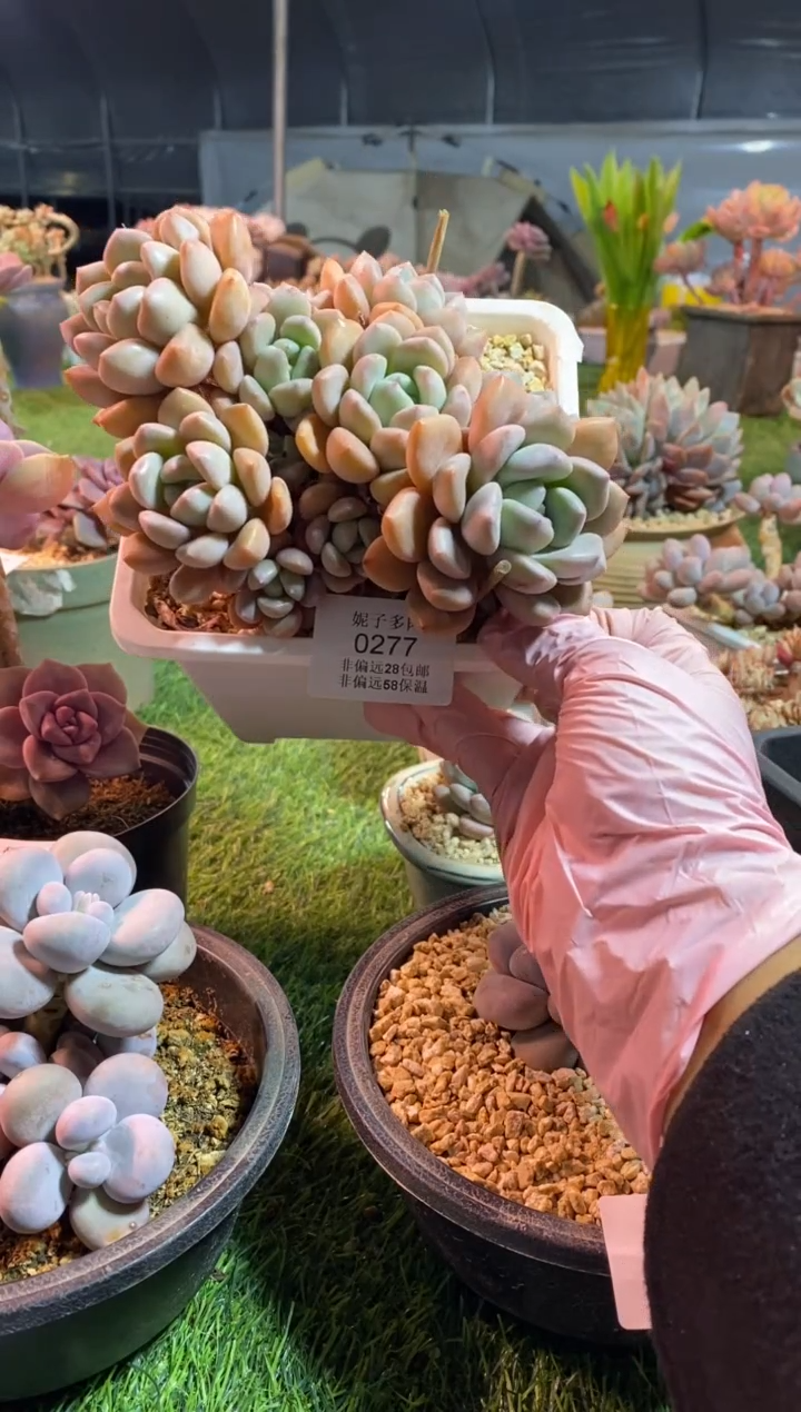 【闪购商品】0277a