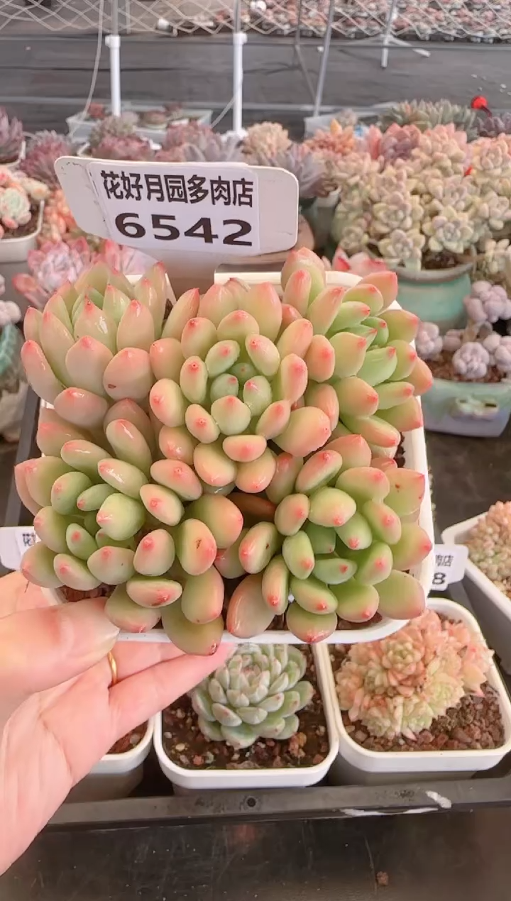 【闪购商品】6542.