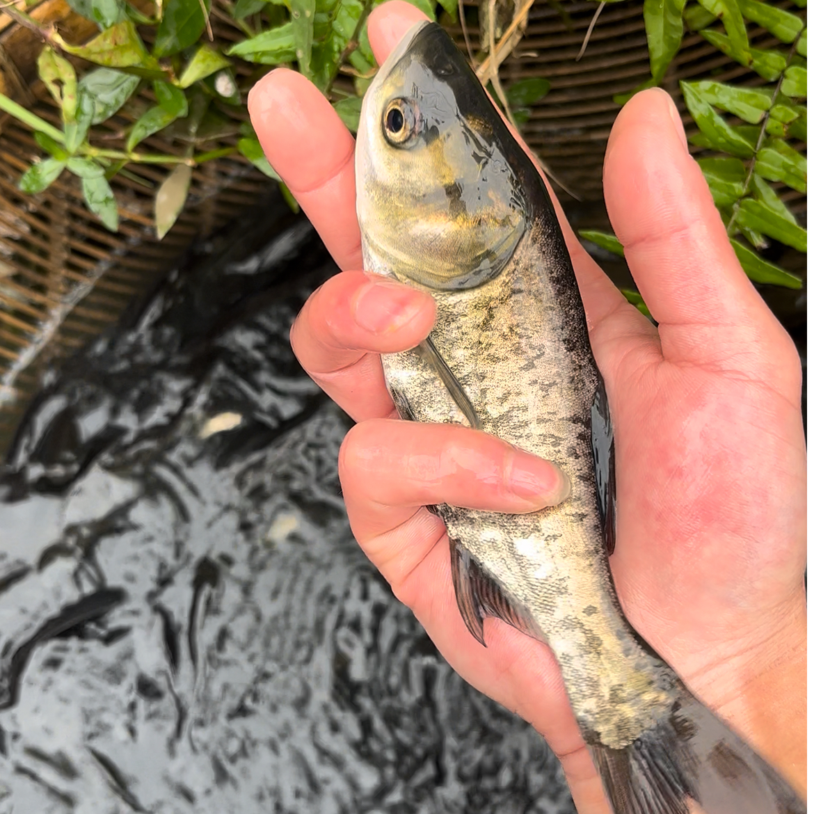 活体淡水鱼花鲢 胖头大头鱼观赏水族养殖