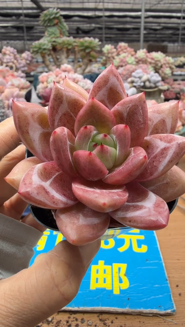 东云多肉园二店-545