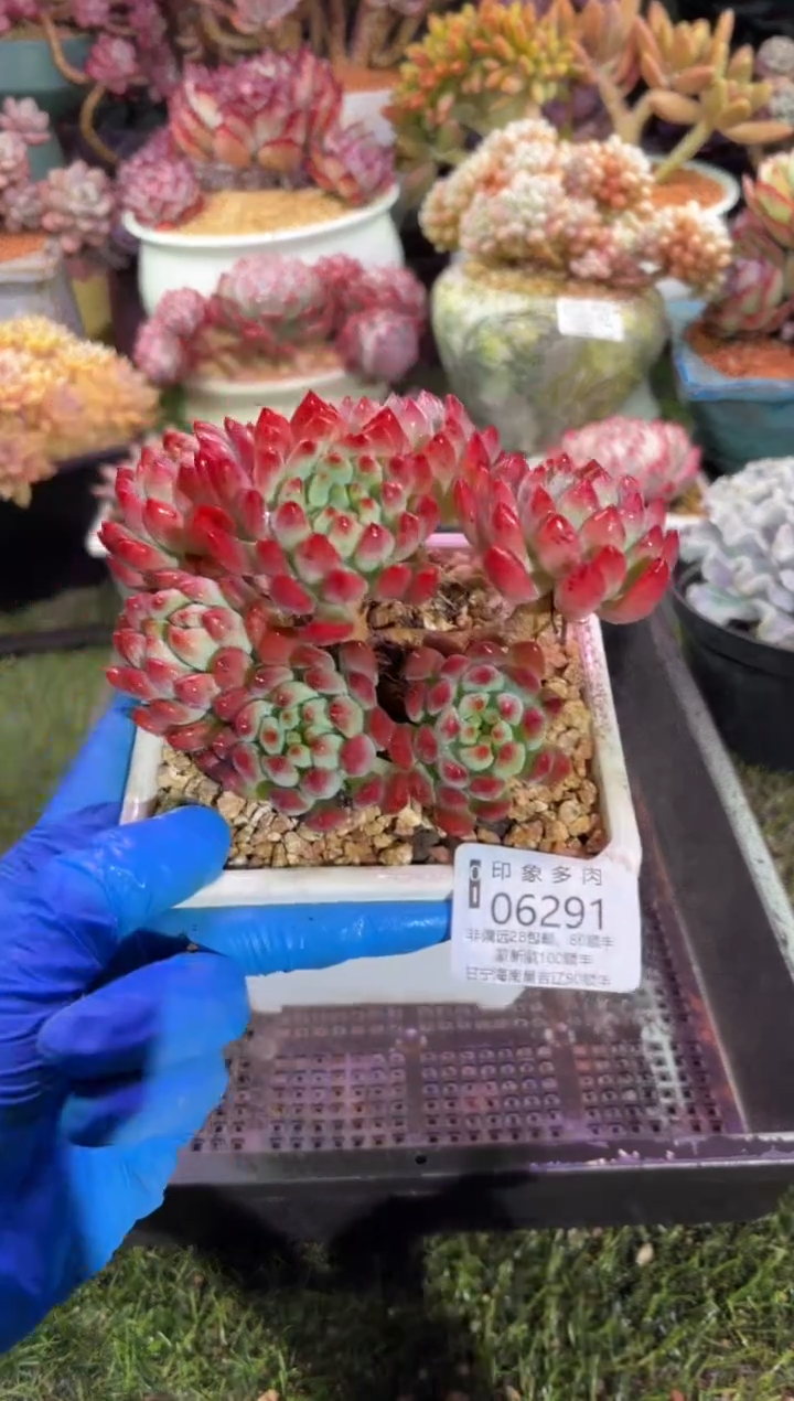 【闪购商品】06291