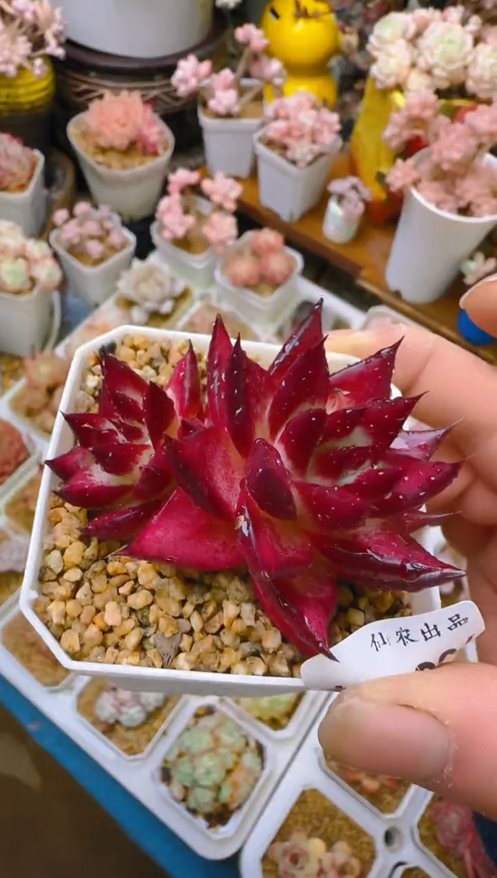 【闪购商品】春—226—仙农(东云）