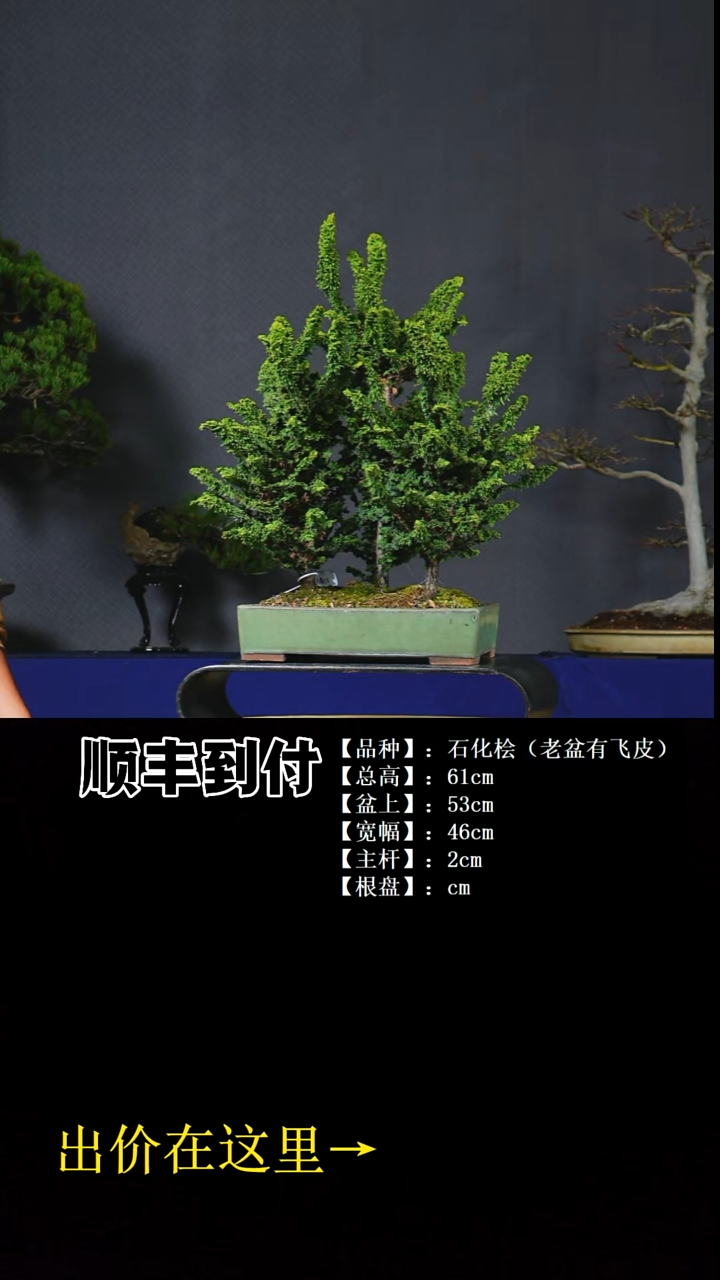 无花朵石化桧bubaoyou