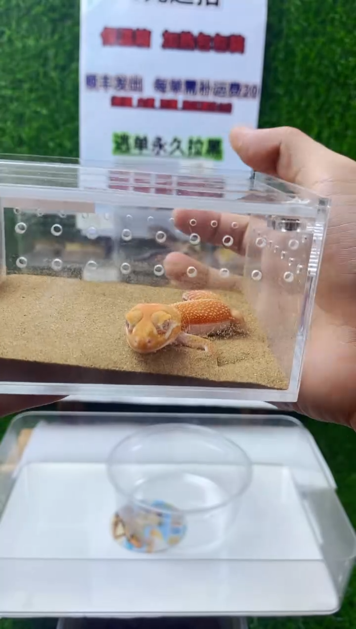 豹纹守宫豹纹守宫幼苗亚成体肥尾