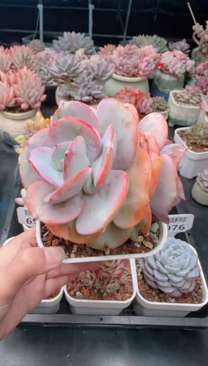 【闪购商品】6980.