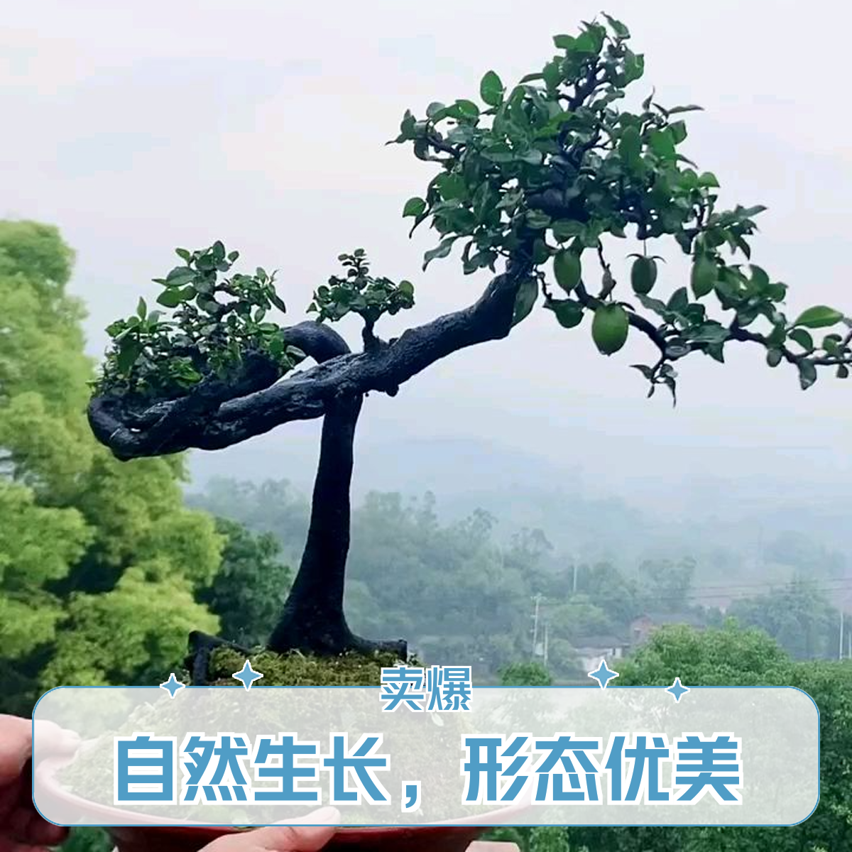 金弹子、老鸦小山灌小乔素材桩