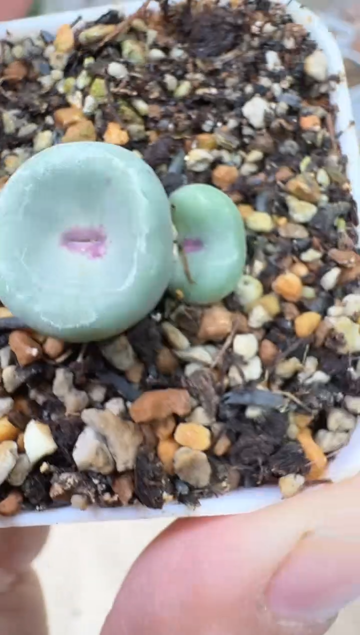 ?****?28-407多肉植物肉锥SE