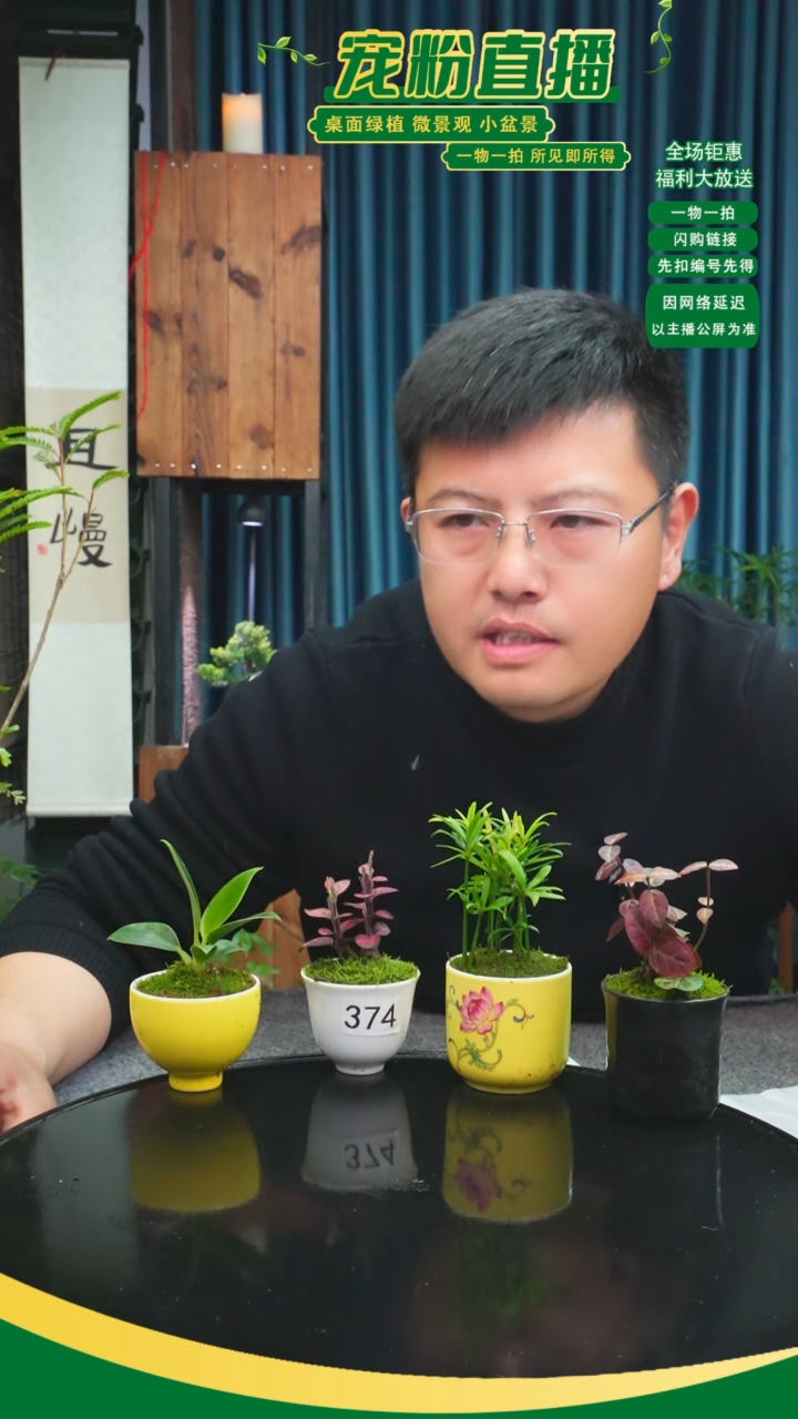 无花朵金*苔藓微景观374号