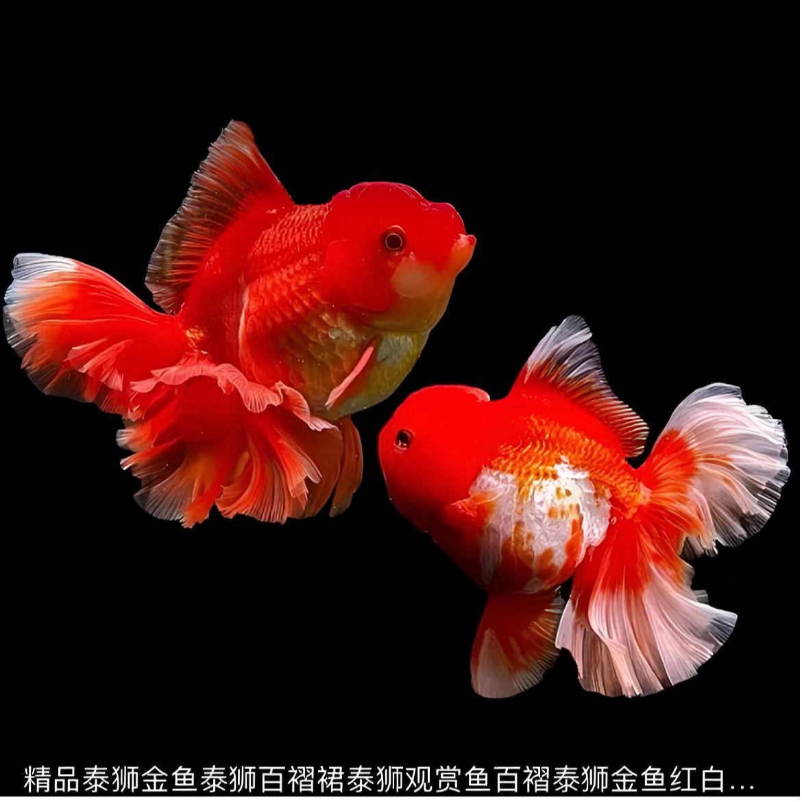 好养耐活冷水淡水红狮金鱼鸿运当头观赏鱼（无开箱视频.无售后）