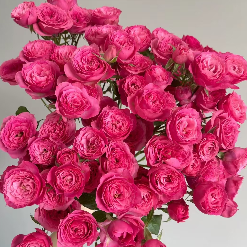 苏菲多头玫瑰【少量掉苞，介意勿拍】两单花材升级快递