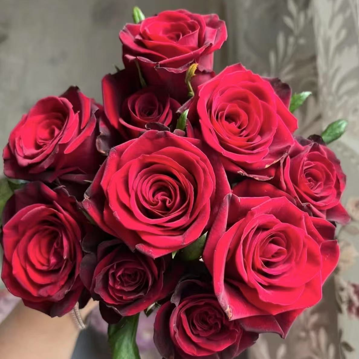 【红丝绒】红色大花月季四季开花好养阳台庭院种植花期原盆原土花苞