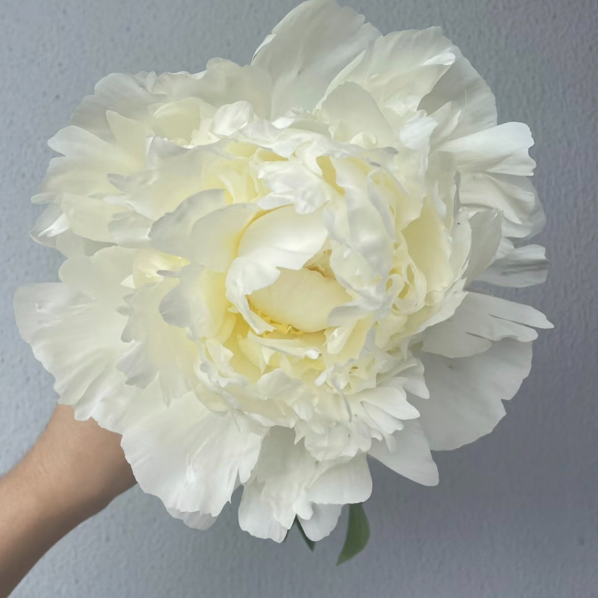 象牙维克多进口观赏芍药花苗带根块多年生正宗重瓣芍药花