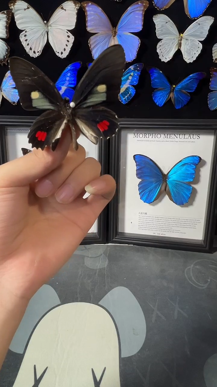 圆帆蝶欧版相框版