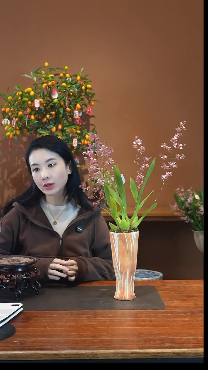 全部花朵香宝贝盆景盆景盆景