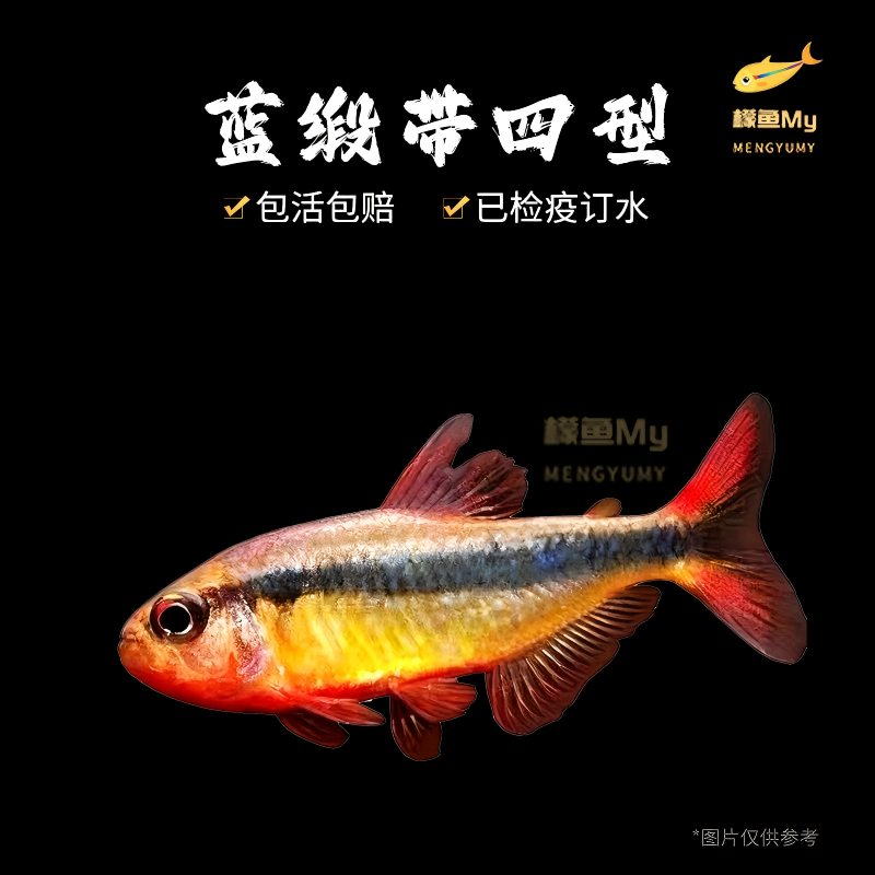蓝缎带四型魔鬼灯鱼三型高端小型灯科鱼皇室青断带水草缸群游活体