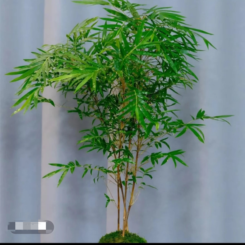 红观音竹室内观赏绿植水培盆栽四季常青易养活