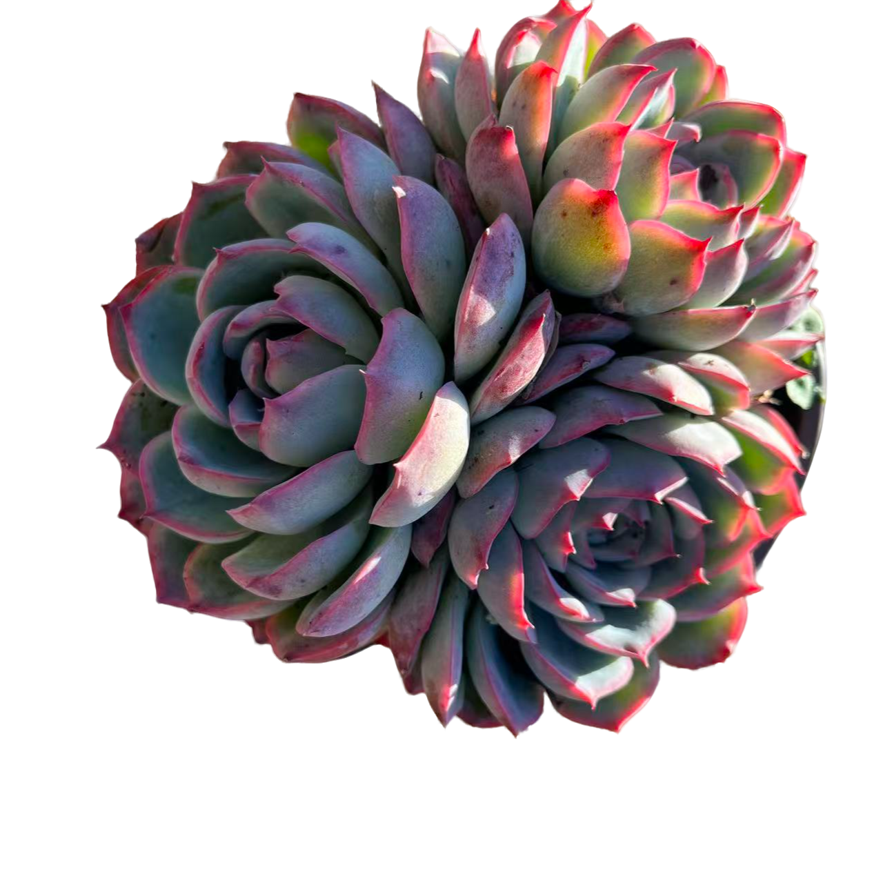 侧影混搭2盆脱土（传承多肉）多肉植物室内绿植净化空气