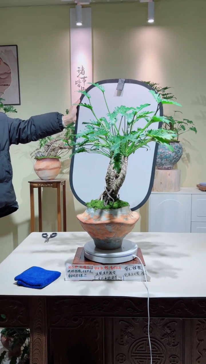 完全开放老桩龙鳞小天使