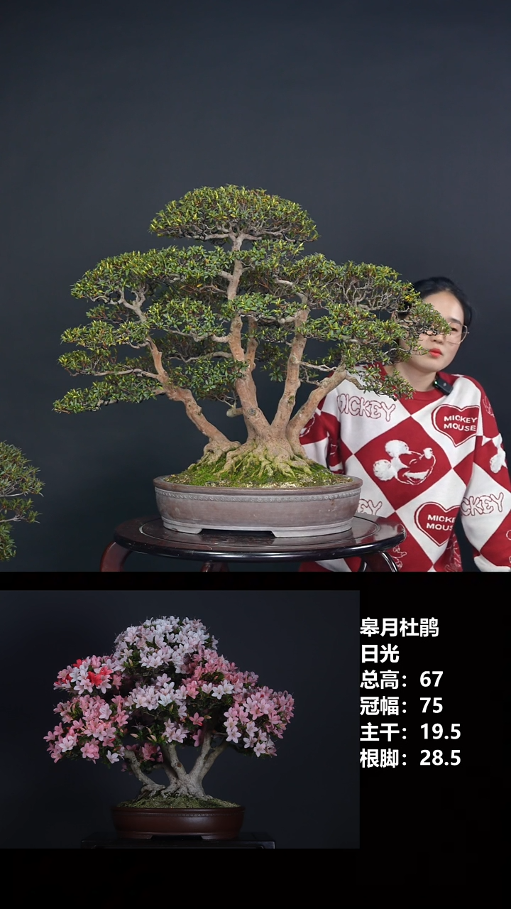 无花朵h*j日光-506