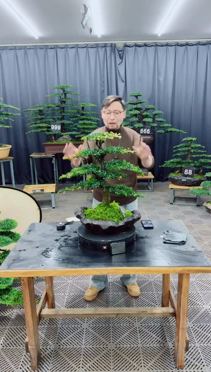 无花朵盆景......