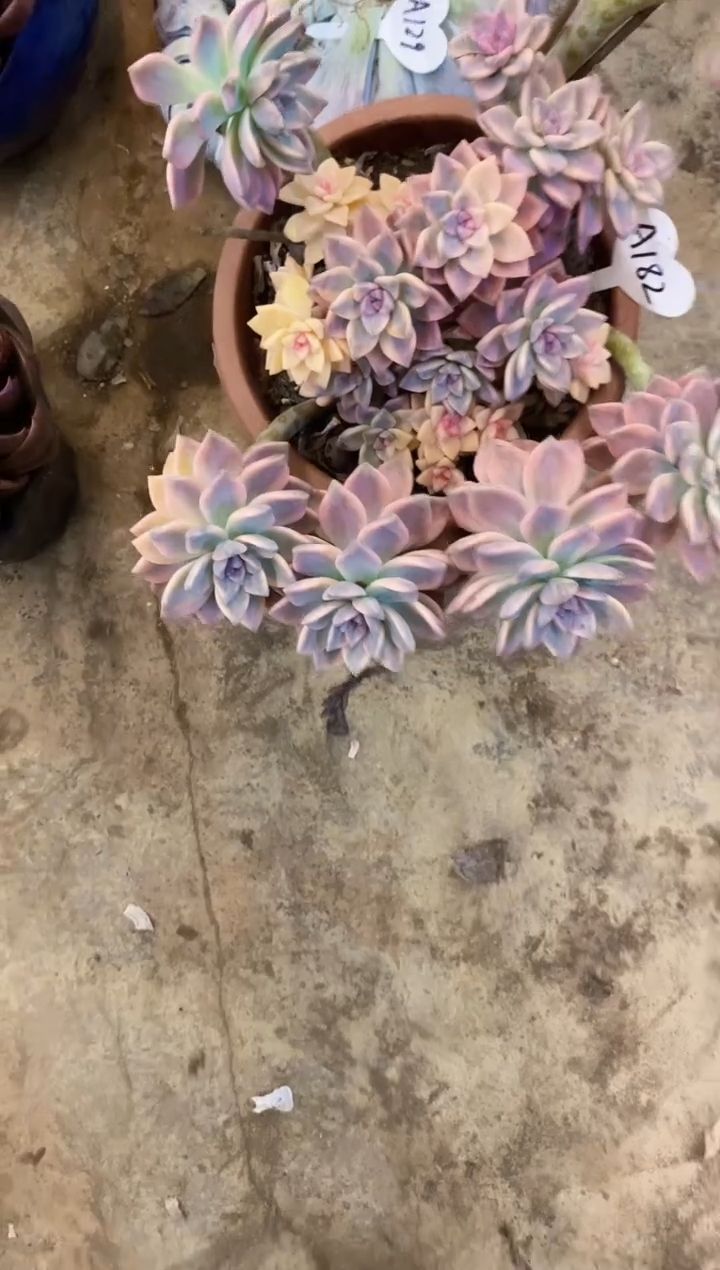 枫**飘            A182号（轻微断不售后）￥30