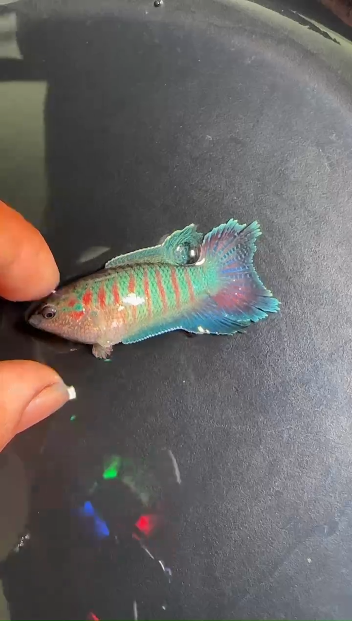 斗鱼5.1厘米-7.1厘米红纹改良普2条