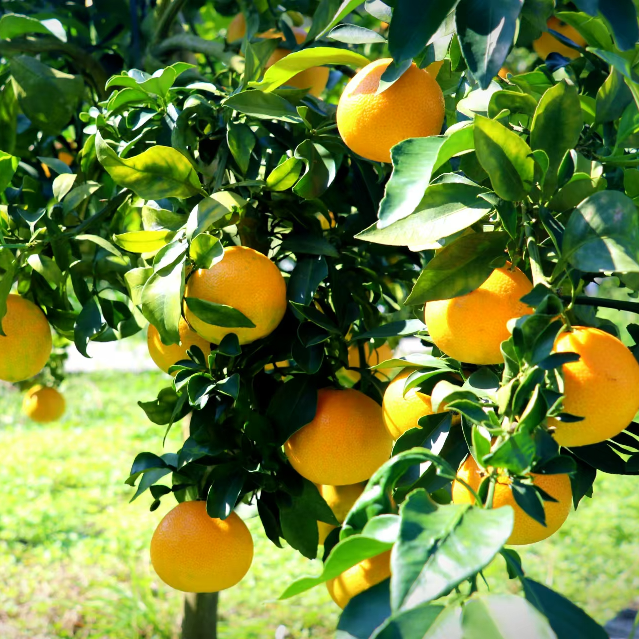 正宗产地直发新鲜采摘细嫩汁甜当季果冻橙