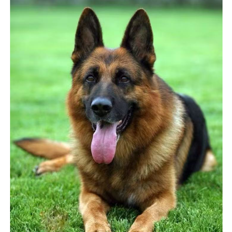 （畅想德牧）T狗狗活体