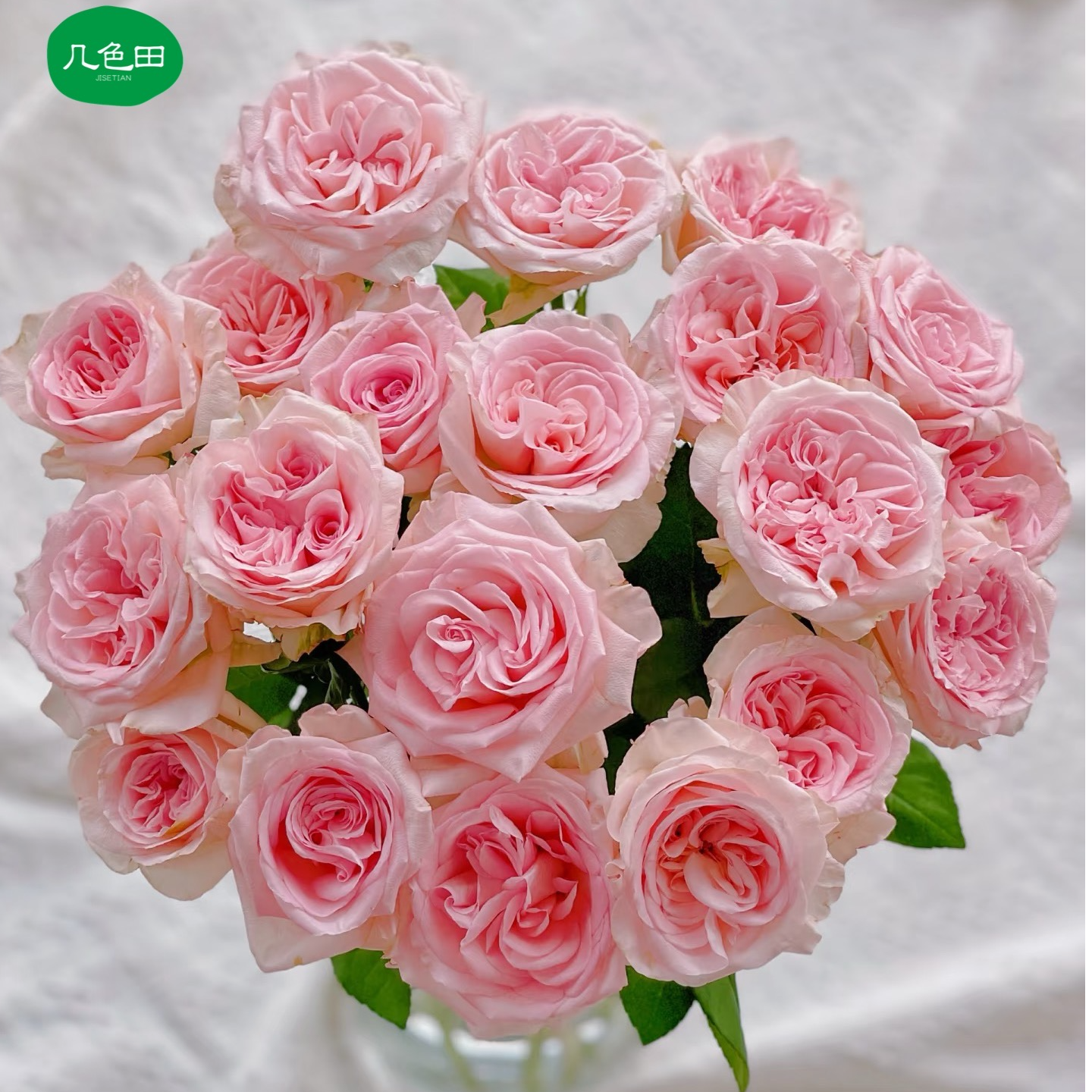 香水宝塔----单头玫瑰云南直发鲜花云南花插花鲜花 