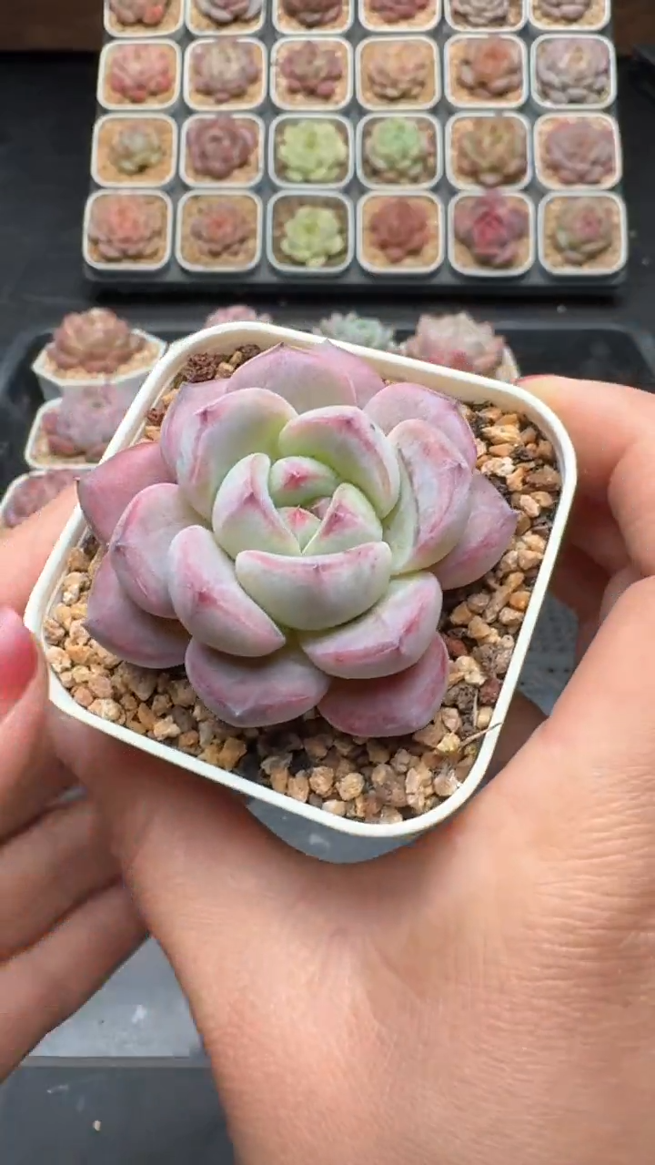 【闪购商品】189号珍妮多肉一物一拍3单包邮