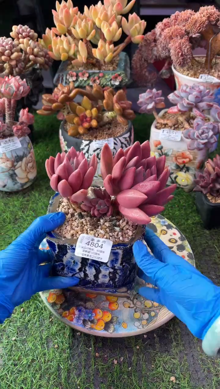 昆明印象多肉4804